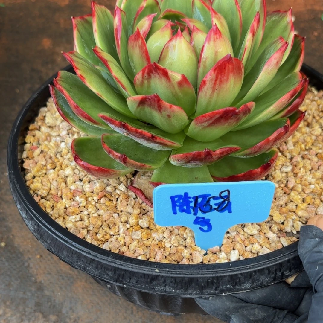 陈***云哈哈哈哈哈哈哈哈哈哈哈哈哈哈哈