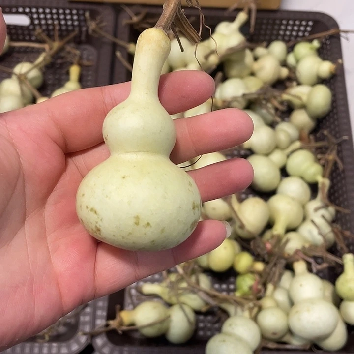 屡***风感谢各位大哥支持  青皮不保成