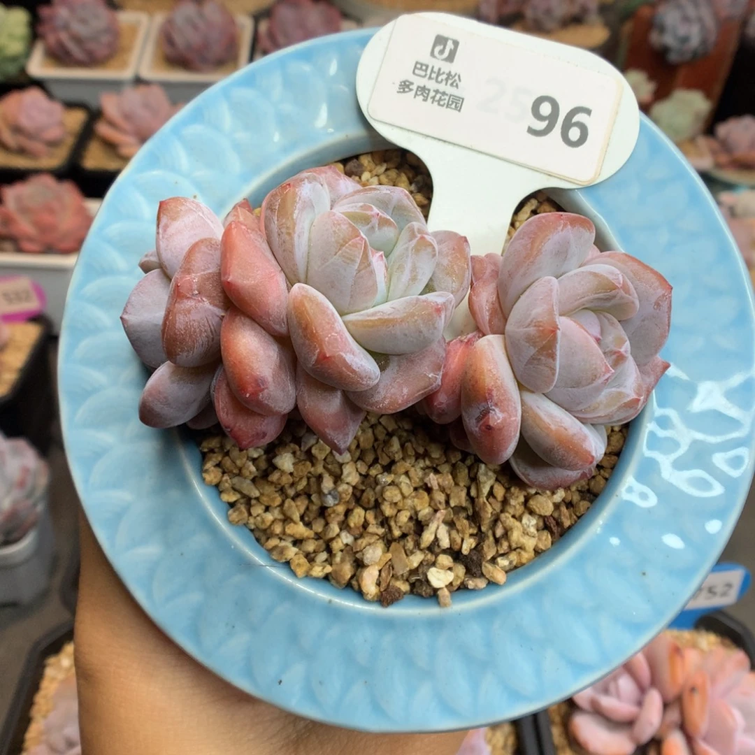 96三头星影多肉植物