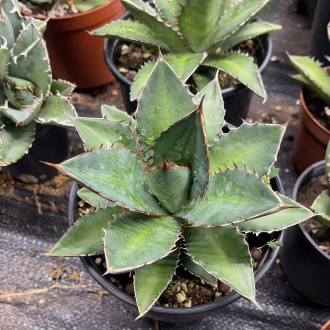 万代炎龙仁王冠系列