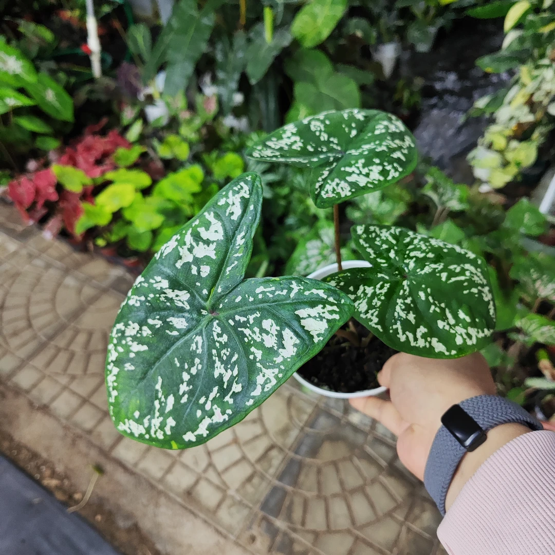 梦幻彩叶芋120口径花盆室内观叶植物网红ins风懒人绿植