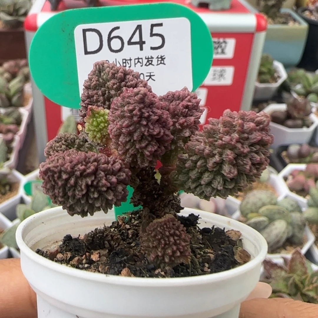 安***.朱紫玉多肉。    645。