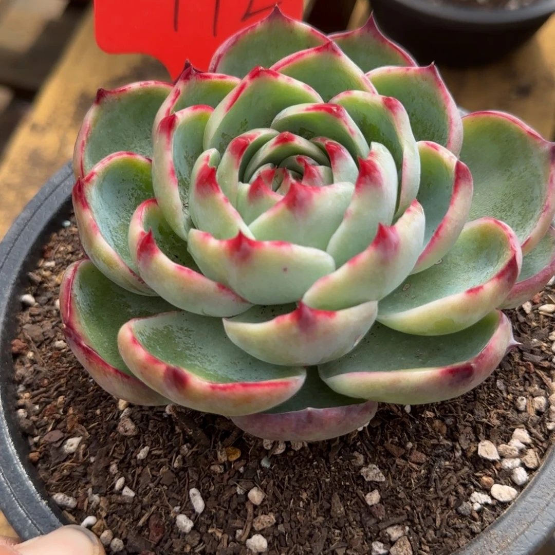 玫瑰惊鸿一物一拍包装收缩花旱172