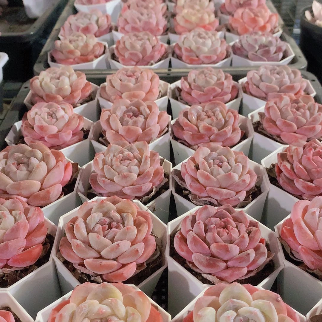 冰橙88888088088999