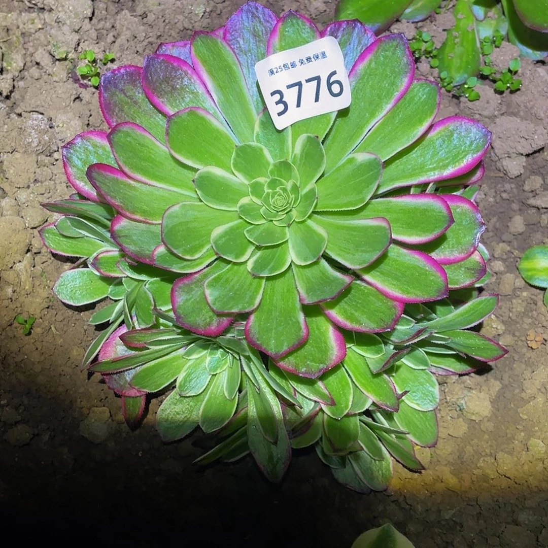 3776海神多肉植物