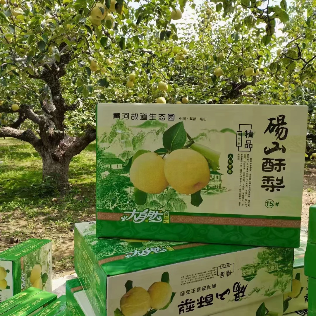 砀山酥梨黄河故道老梨树