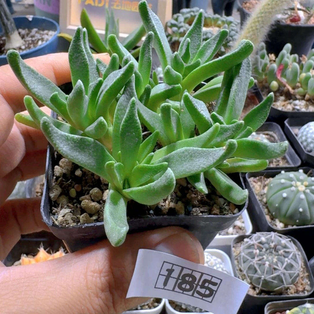 185块根人鱼脱土发货