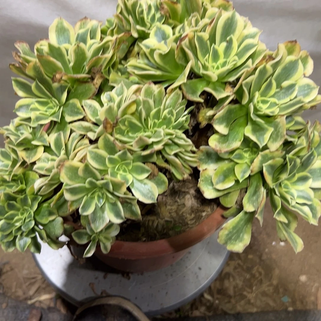 多肉植物绿豆沙缀花386