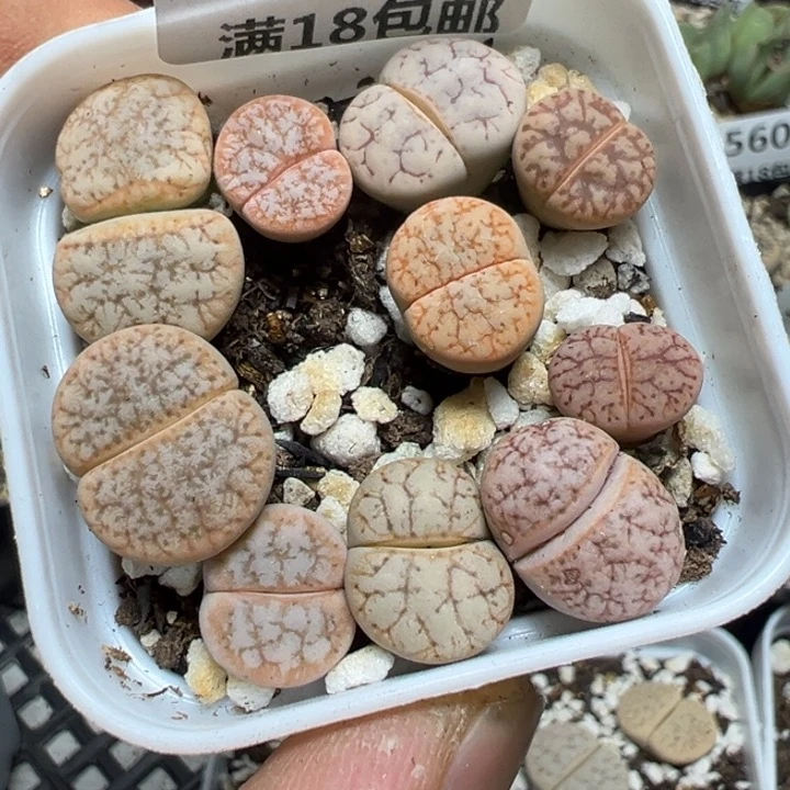 【闪购商品】 569。