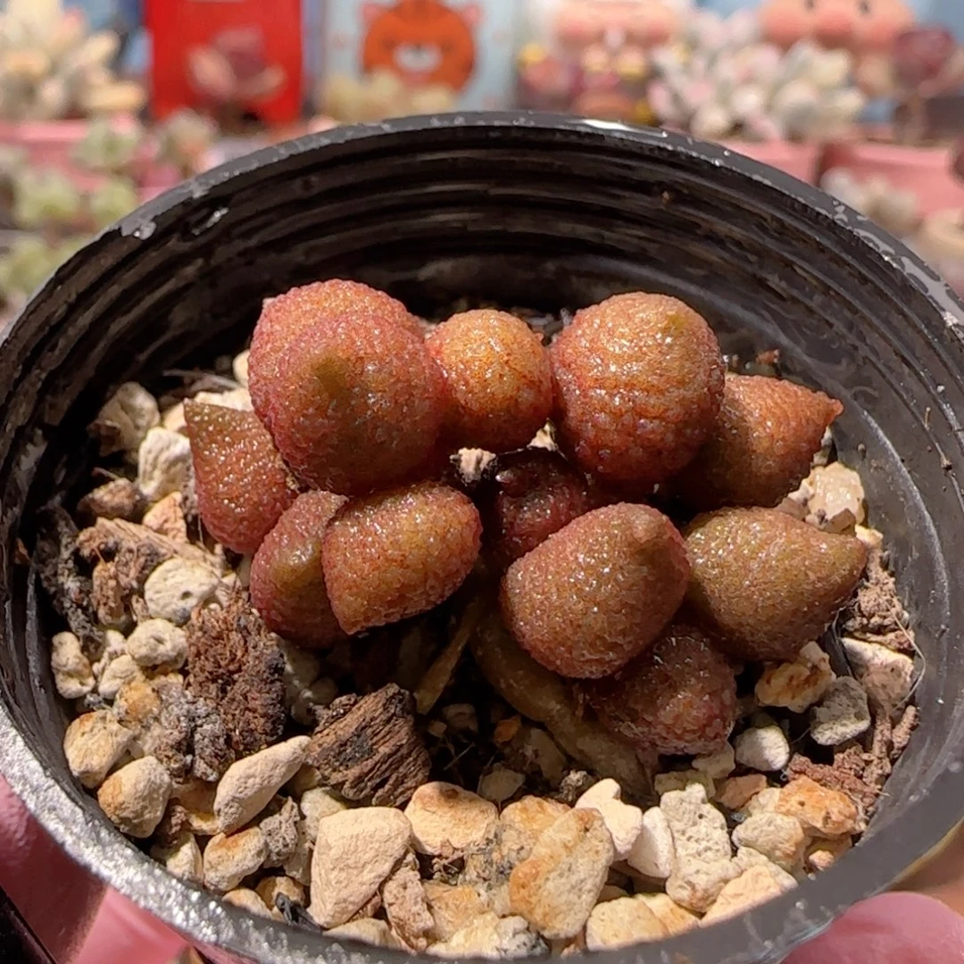 T小辣椒盆口3.5cm