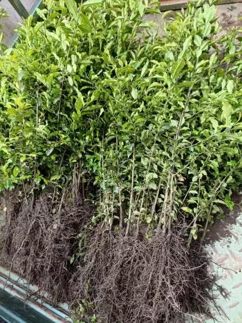 金弹子乔木老桩盆景熟桩成品桩大地景桩一物一拍