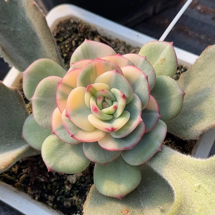 三文鱼锦花腹轮多肉植物