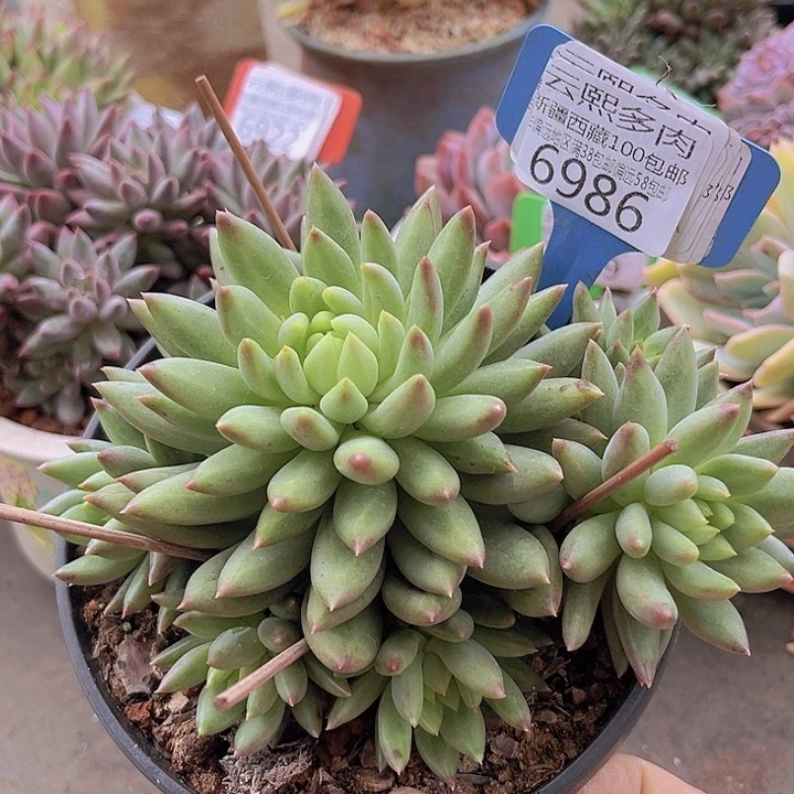 6986二代虞。