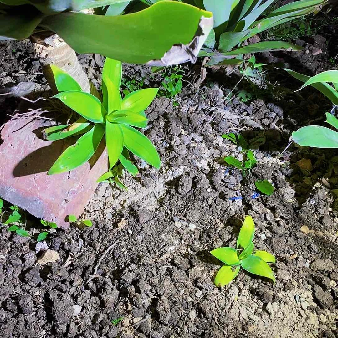 狐尾侧芽一颗1111