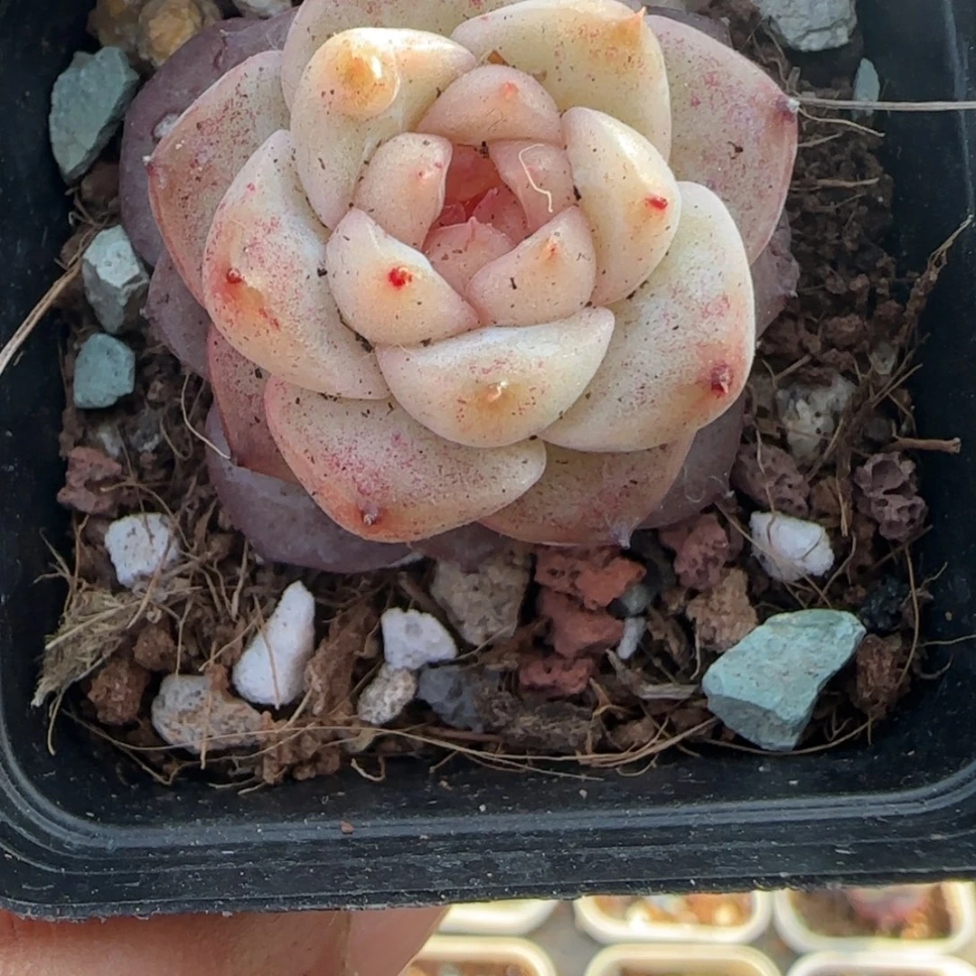 多肉小卡拉米糖心一物一拍