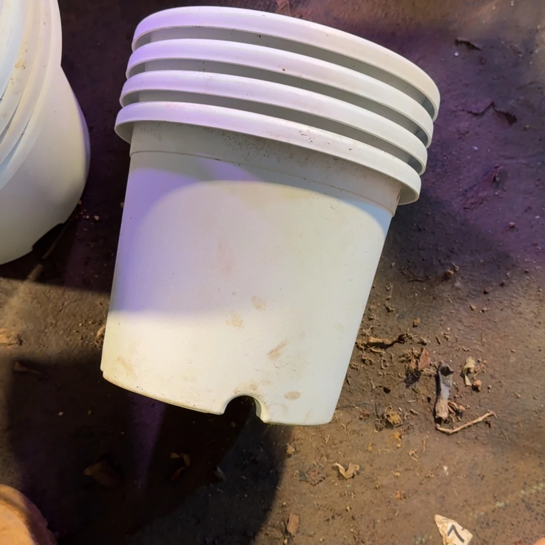 多肉植物法师盆10个21口径