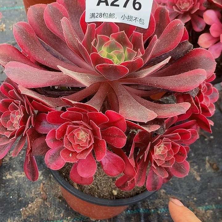 窦*府276美杜莎多肉88888888