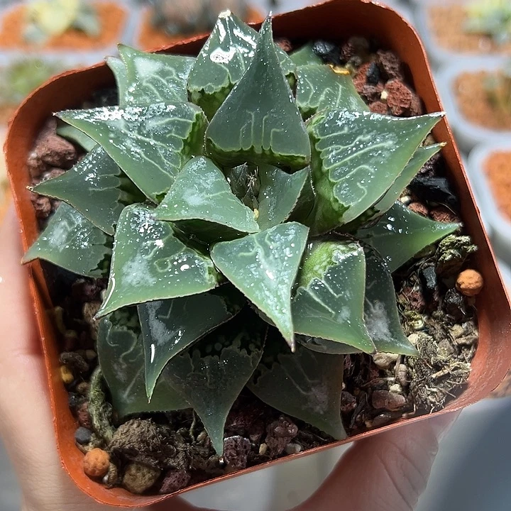 十二卷多肉酒吞童子