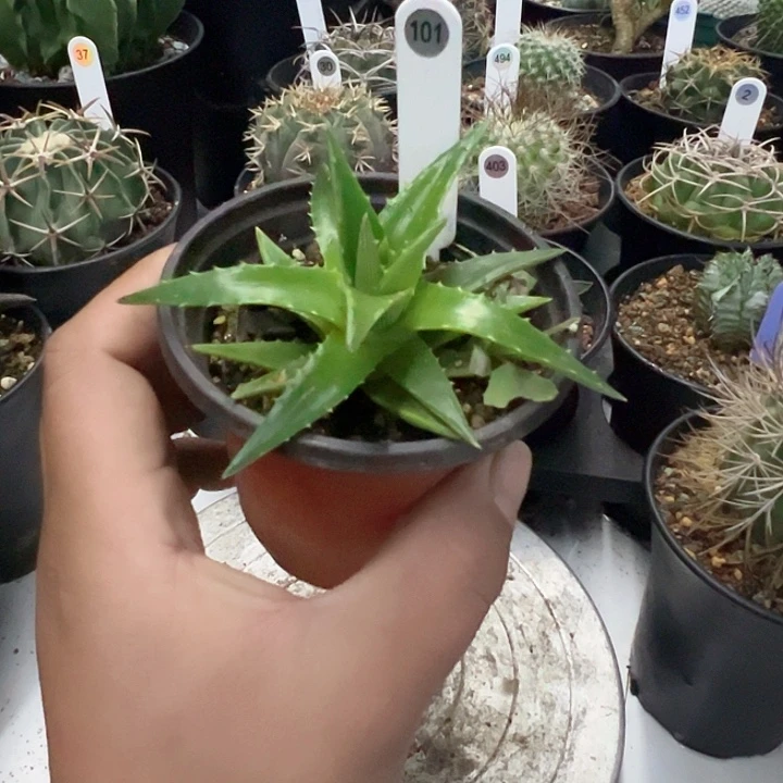 完全开放实生辉山凤梨脱土发