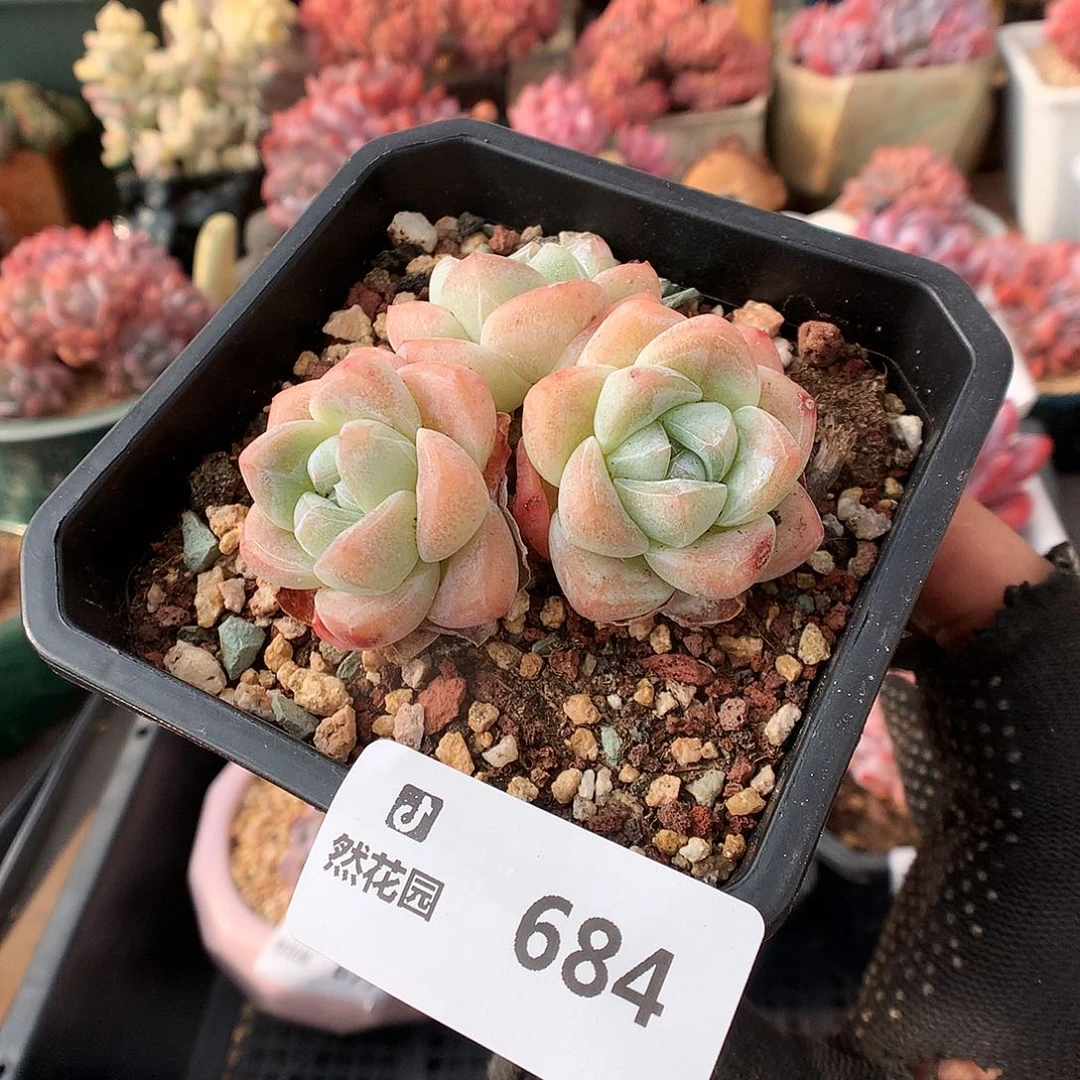 684冰玉多肉植物66