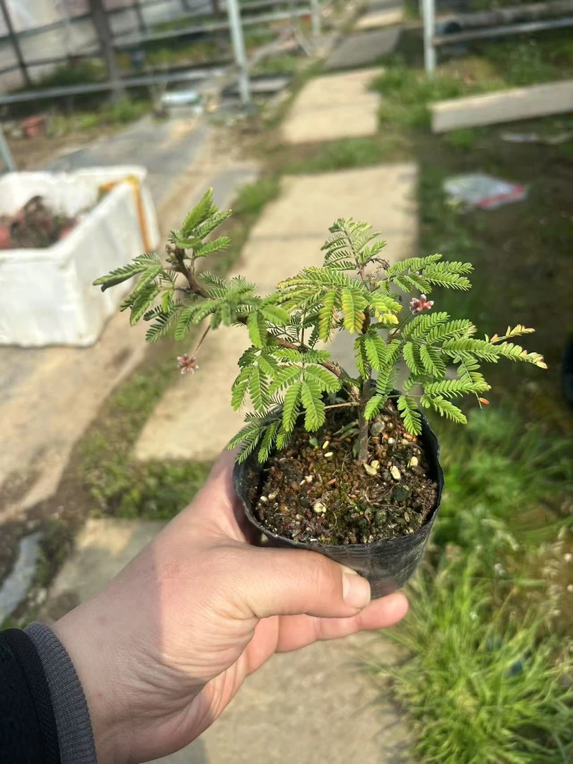 【日货品种】红花姬合欢小盆景