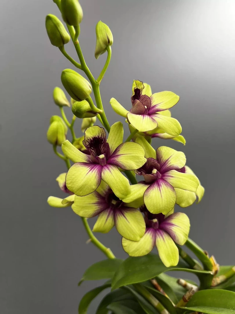 秋石斛兰（碧玉）盆栽兰花漂亮清香型（苗）