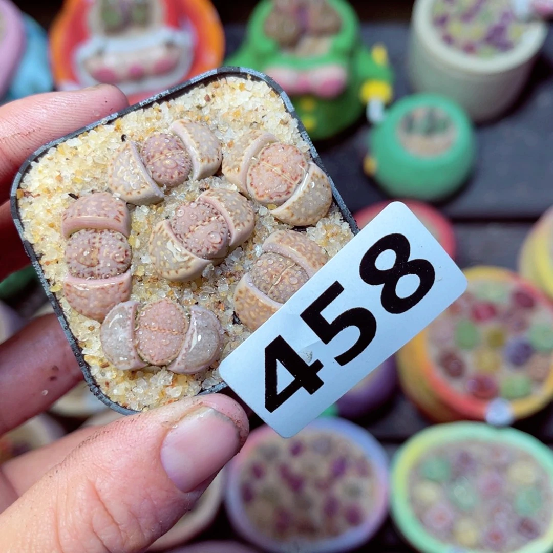 458生石花带盆发