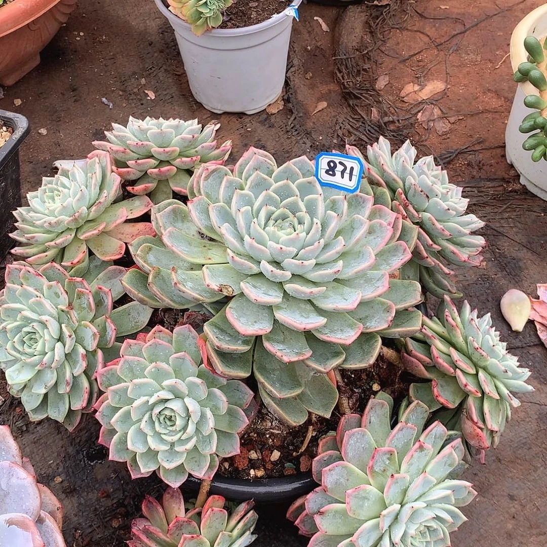 871洞庭湖一物一拍多肉