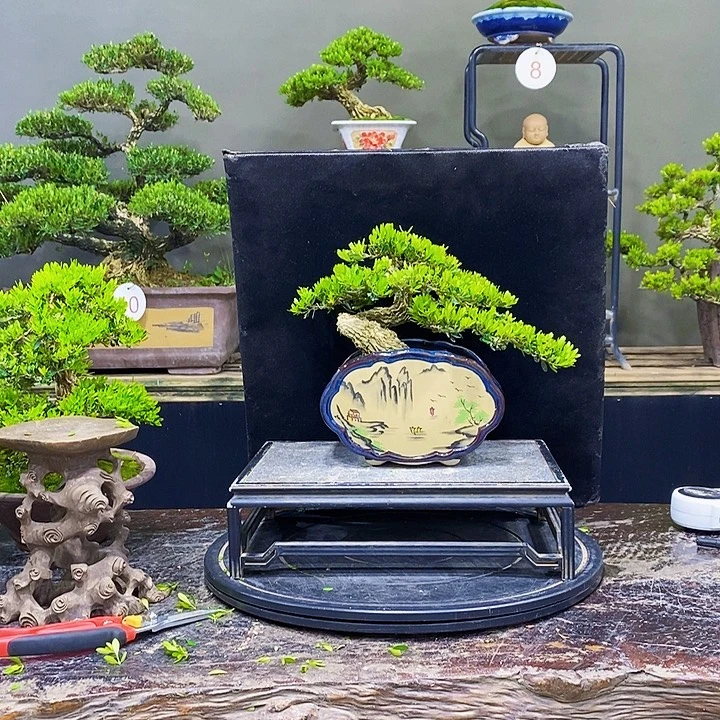 无花朵M黄杨盆景四季常青