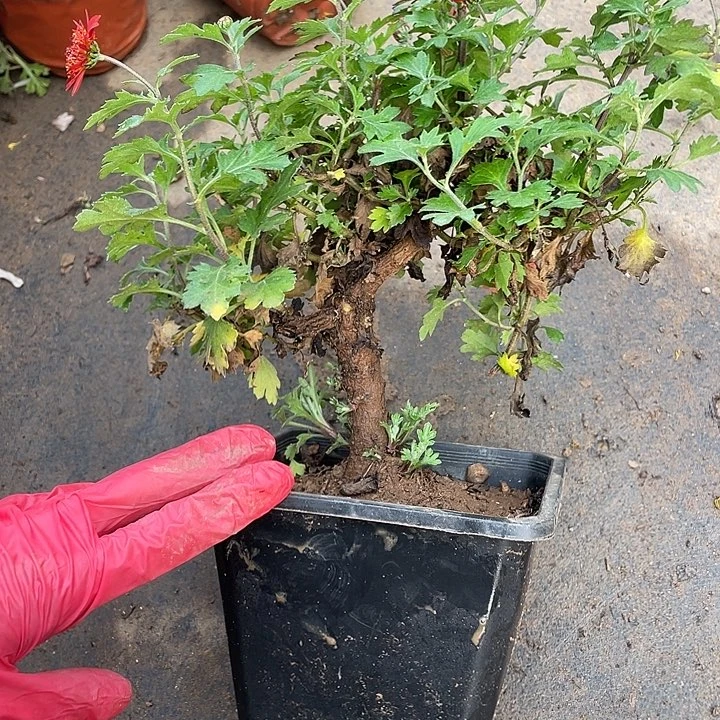 紫***墨完全开放38菊花菊花菊花菊花