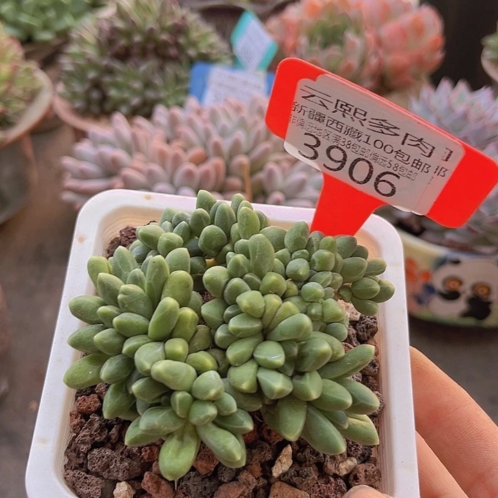 3906千代田缀。