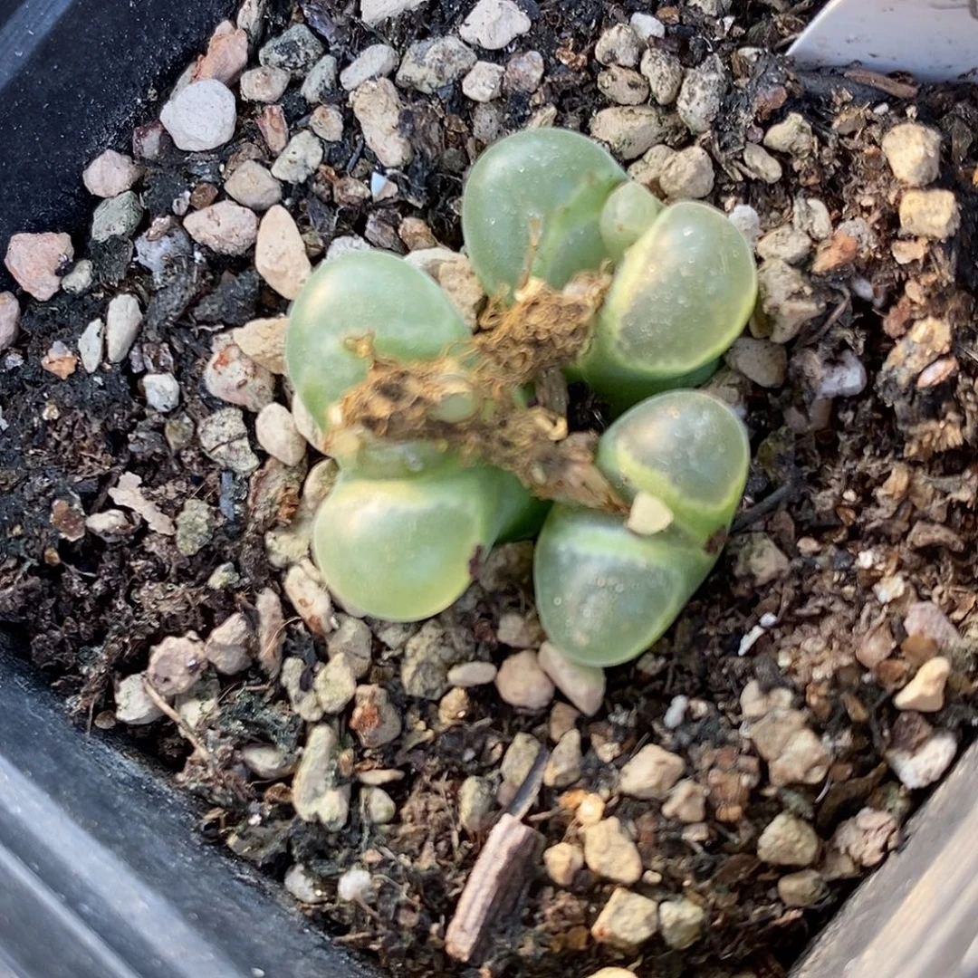 980三头极窗风铃。