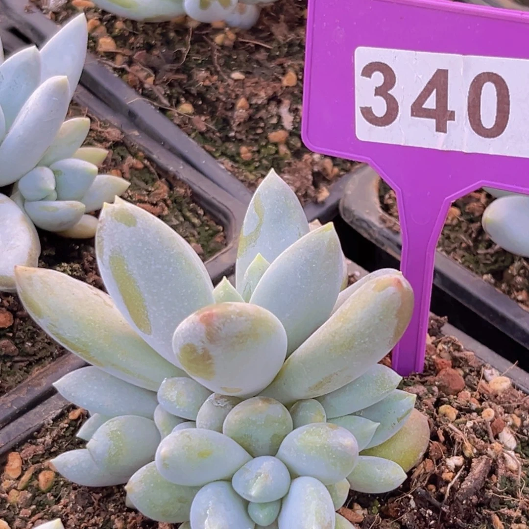 哥特多肉植物340