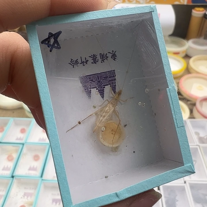 柬埔寨竹蛉一只…柬埔寨