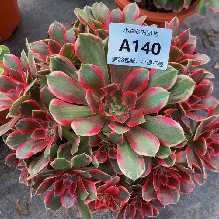 140浣纱不包生死