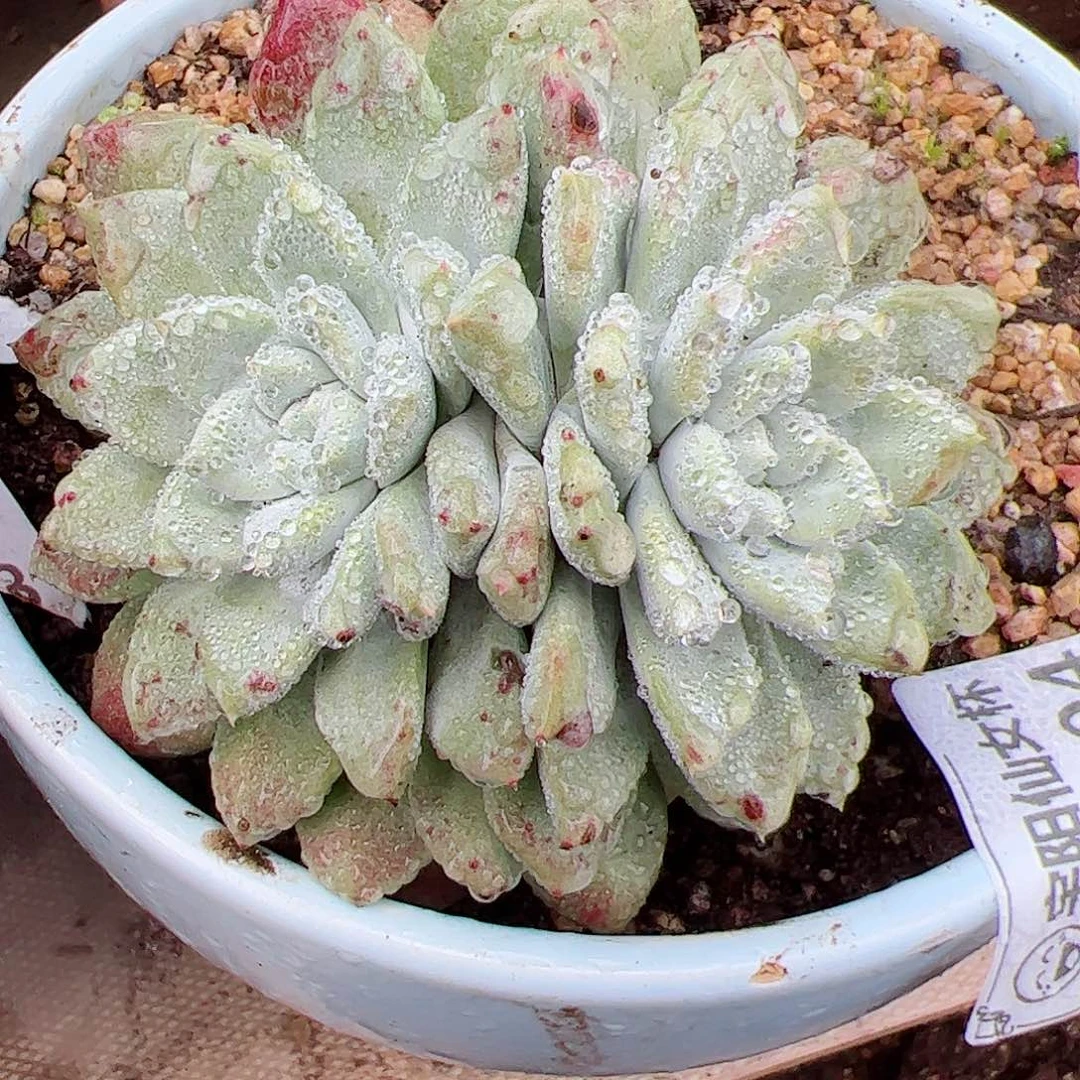 8494苹果叶杂交仙女杯