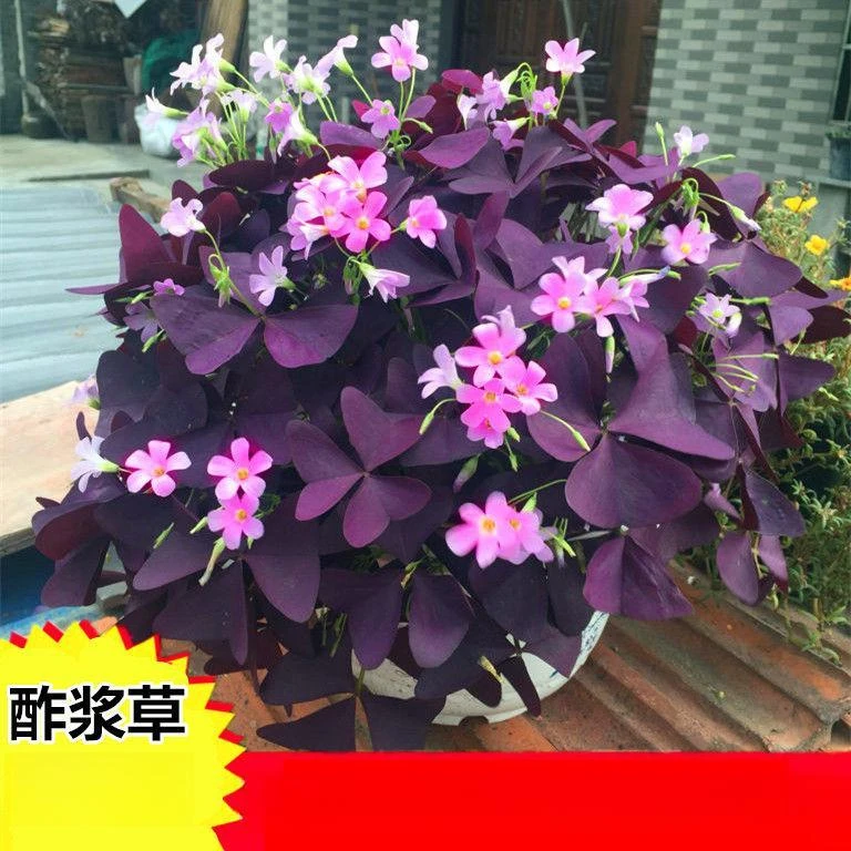 ☢紫叶酢浆草多年生幸运三叶种球种子根盆栽庭院花卉观花植物室内