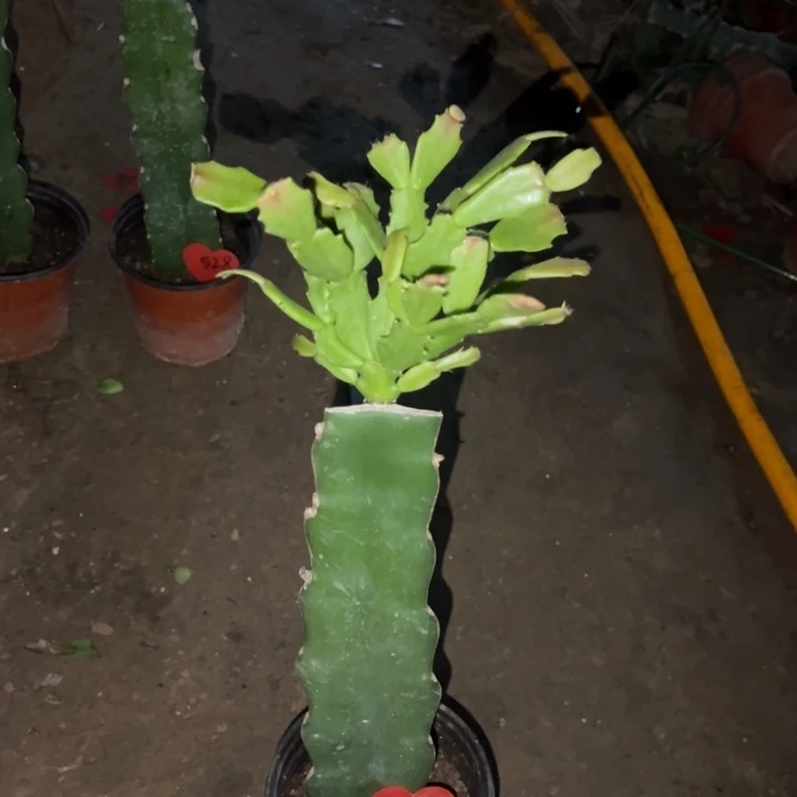 不***夕当前无花栽培后可以开花052  140