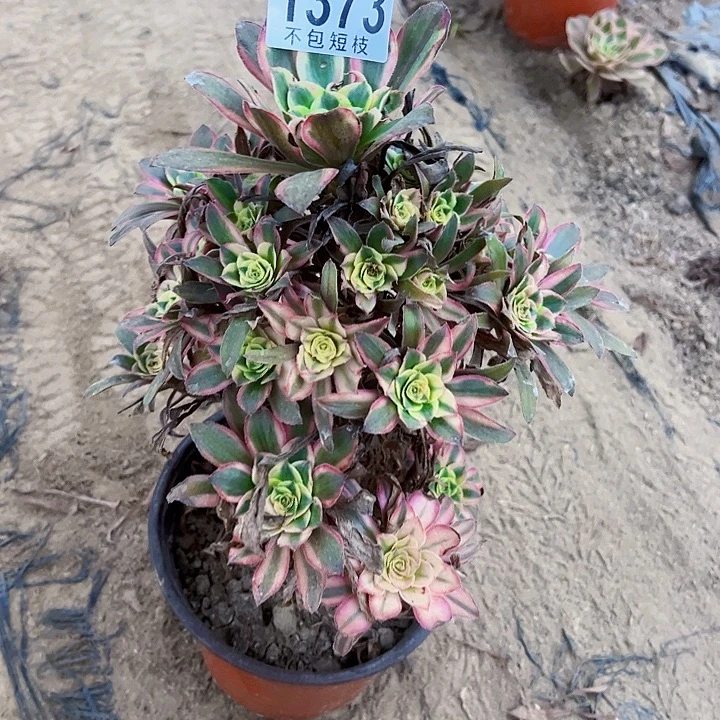 热恋多肉植物法师1373