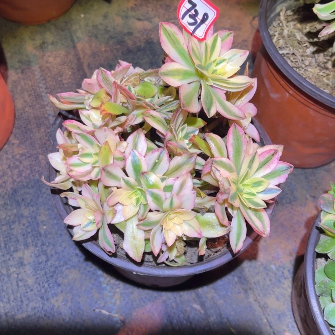 739多肉植物荷花17厘米