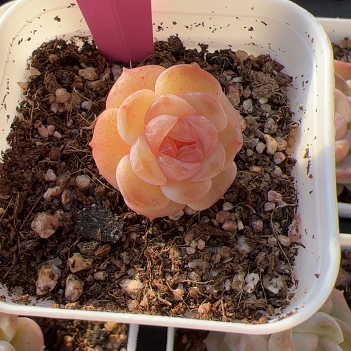 L****let专拍链接啊啊啊啊