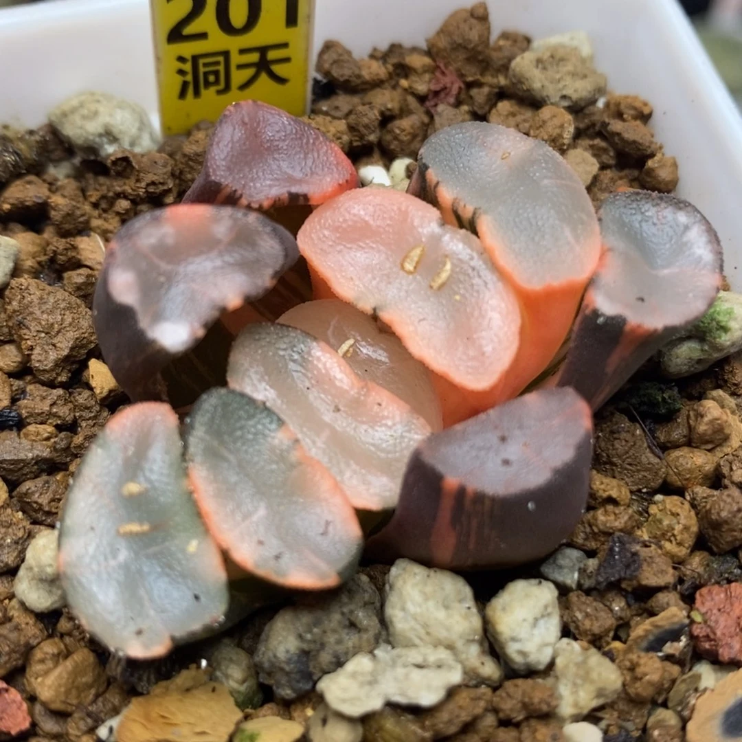 201透镜万象锦一物一拍