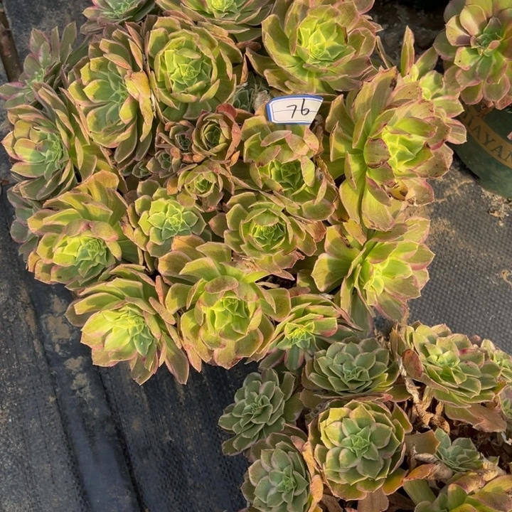 *****76海王flop植物法师