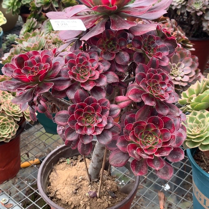 128香奈儿多肉植物特价