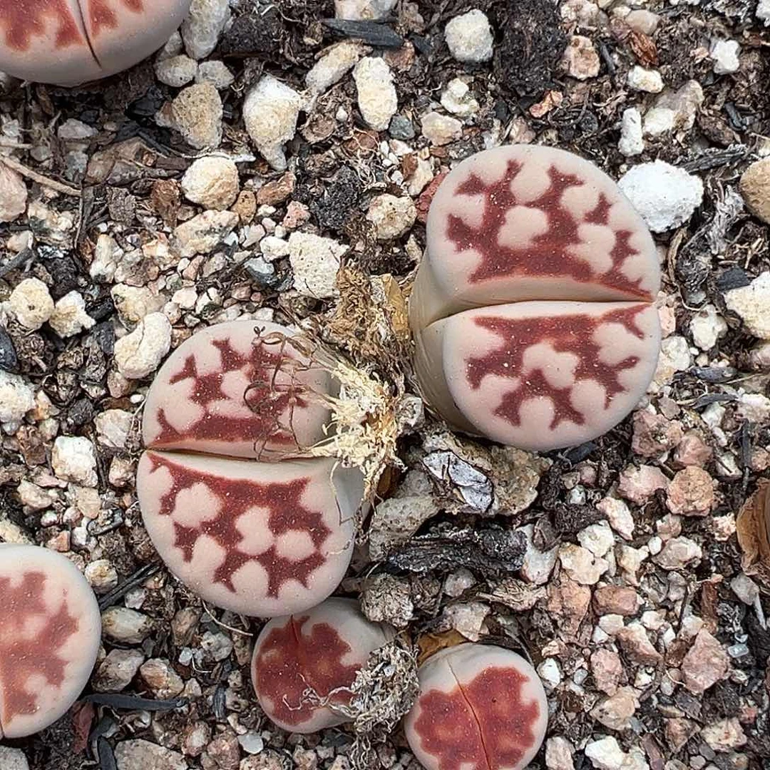 670红窗1111111111111