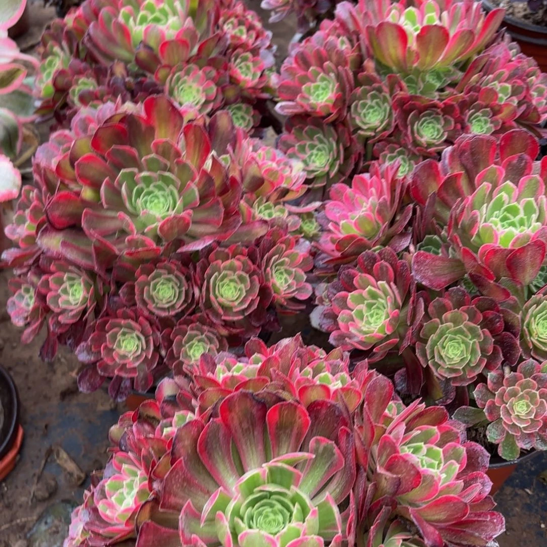 安娜9.9多肉植物