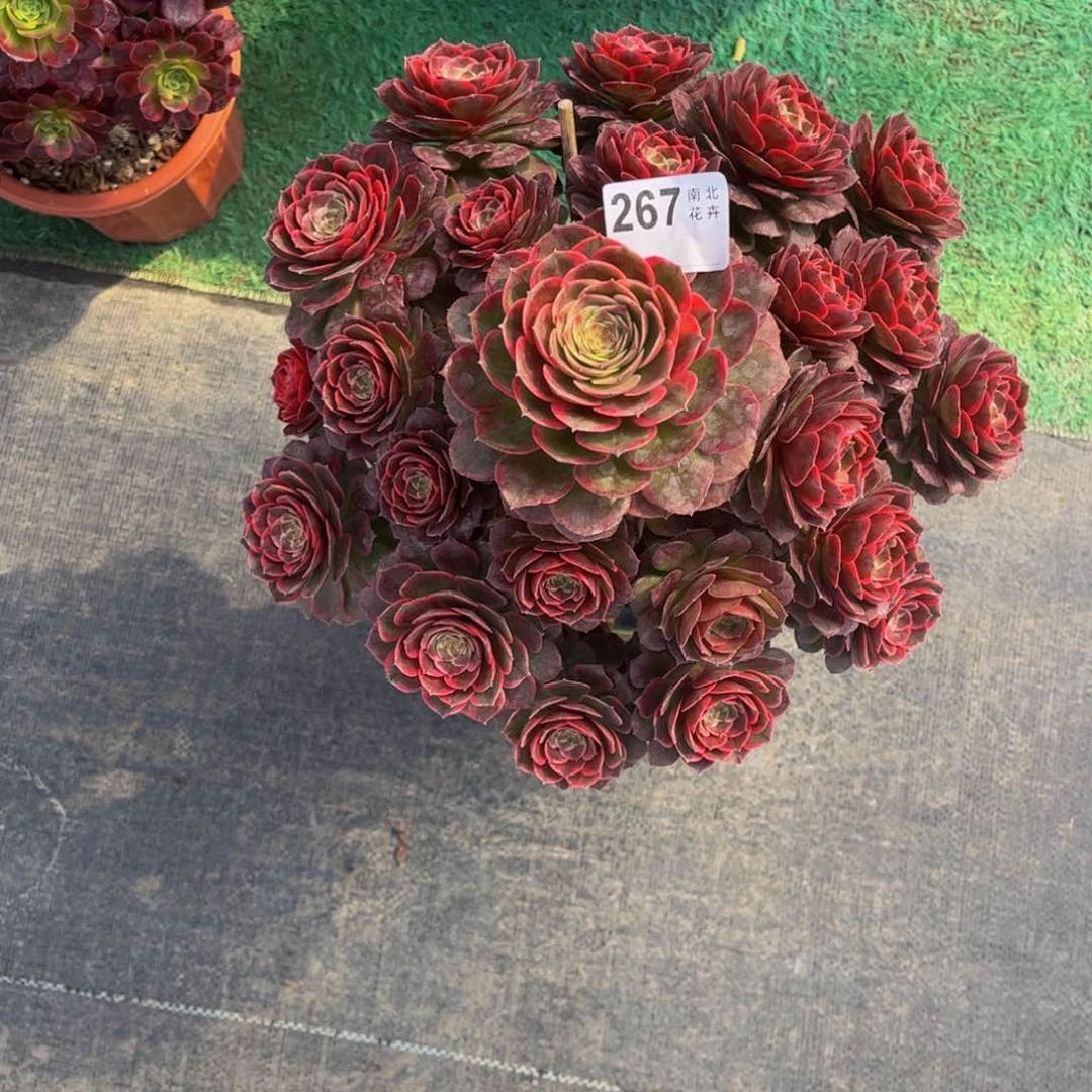 多肉粉花妖00000267