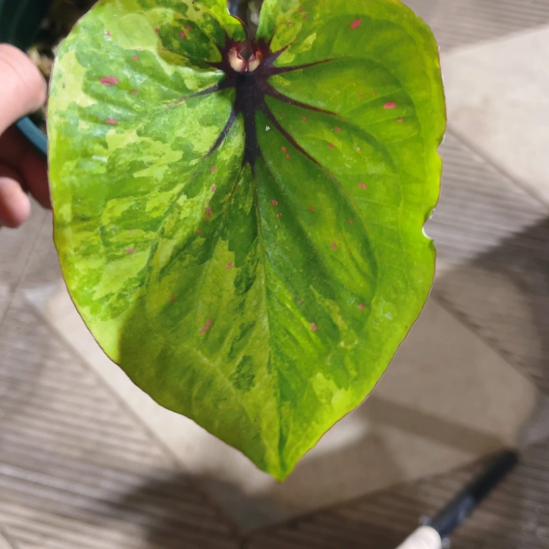 完全开放1776泰彩