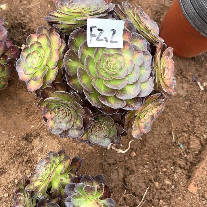 海*海王七彩多肉多肉植物2.2号