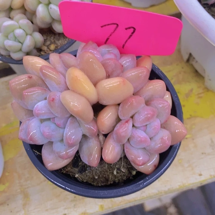 姐***肉多肉植物，开心多肉